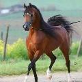 calmant